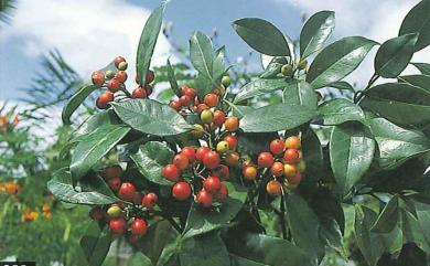 Ilex lonicerifolia var. matsudae (Yamam.) Yamam. 松田氏冬青