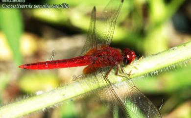 Crocothemis servilia servilia (Drury, 1770) 猩紅蜻蜓