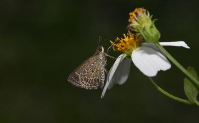 Aeromachus inachus formosana Matsumura, 1931 弧弄蝶