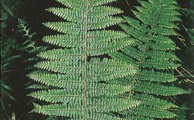 Dryopteris apiciflora (Wall.) Kuntze 頂囊擬鱗毛蕨