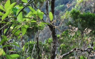 Capparis sikkimensis subsp. formosana 山柑