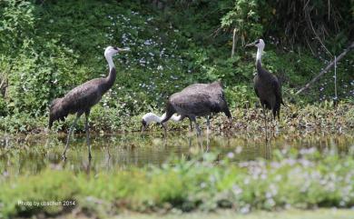 Grus monacha Temminck, 1835 白頭鶴