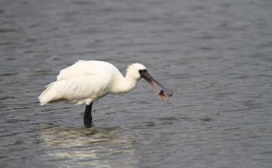 Platalea minor Temminck & Schlegel, 1849 黑面琵鷺