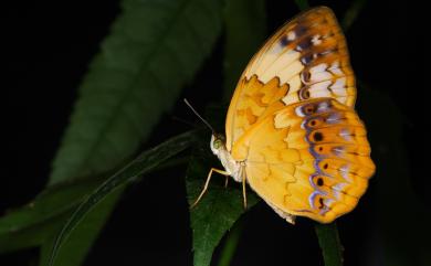 Cupha erymanthis Drury, 1773 黃襟蛺蝶