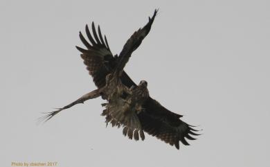 Milvus migrans formosanus 黑鳶