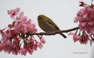 Zosterops japonicus Temminck & Schlegel, 1847 日菲繡眼