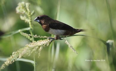 Lonchura striata swinhoei 白腰文鳥