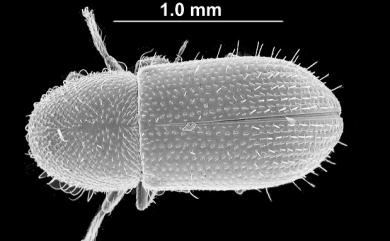 Coccotrypes vulgaris (Eggers, 1923) 逗號小蠹