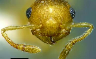 Crematogaster schimmeri Foerl, 1912 席氏舉尾家蟻