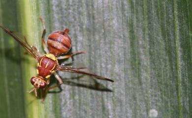 Zeugodacus cucurbitae (Coquillett, 1899) 瓜實蠅