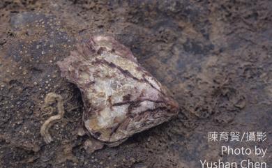 Isognomon ephippium (Linnaeus, 1758) 馬鞍障泥蛤