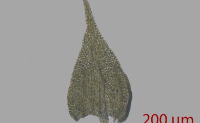 Haplocladium angustifolium (Hampe & Müll.Hal.) Broth. 小羽苔