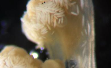 Dendronephthya pallida Henderson, 1909 蒼白棘穗軟珊瑚