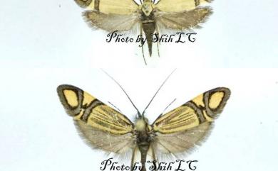 Nemophora fluorites (Meyrick, 1907) 叉紋長角蛾