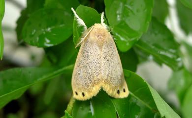 Euproctis magna Swinhoe, 1891 褐黃毒蛾