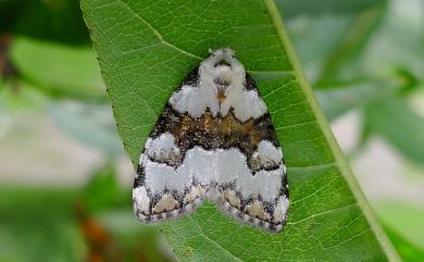 Meganola mediofusca László, Ronkay & Witt, 2007