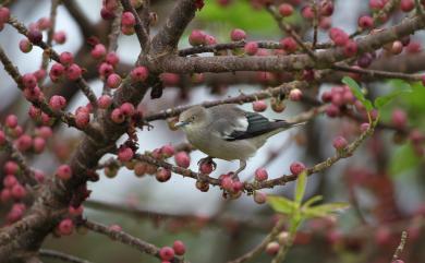 Sturnia sinensis (Gmelin, 1788) 灰背椋鳥