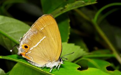 Chrysozephyrus mushaellus mushaellus (Matsumura, 1938) 霧社翠灰蝶