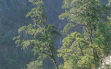 Calocedrus macrolepis var. formosana (Florin) W.C.Cheng & L.K.Fu 臺灣肖楠