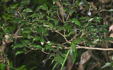 Quercus repandifolia 波緣葉櫟