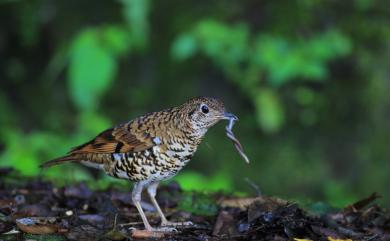 Zoothera aurea aurea (Holandre, 1825) 白氏地鶇(指名亞種)