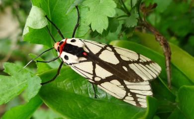 Areas galactina formosana Okano, 1960 乳白斑燈蛾