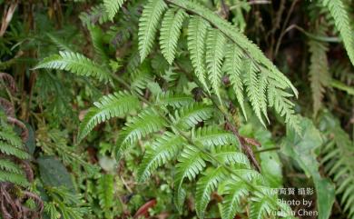 Coryphopteris castanea 栗柄泛亞金星蕨