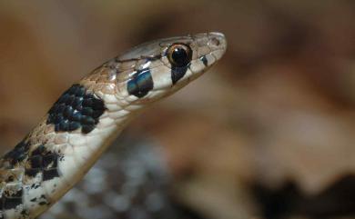 Rhabdophis swinhonis (Günther, 1868) 斯文豪氏頸槽蛇