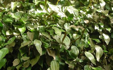 Cheiropleuria integrifolia (D.C.Eaton ex Hook.) M.Kato, Y.Yatabe, Sahashi & N.Murak. 燕尾蕨