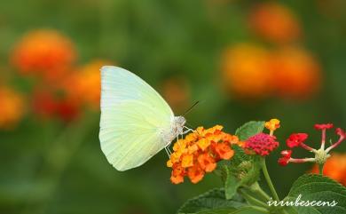 Catopsilia pomona pomona (Fabricius, 1775) 遷粉蝶