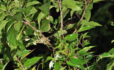 Cordia aspera subsp. kanehirae 金平氏破布子