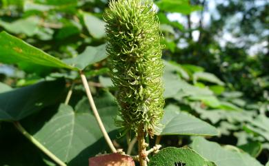 Mallotus japonicus (Spreng.) Müll. Arg. 野桐