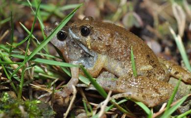 Microhyla butleri Boulenger, 1900 巴氏小雨蛙