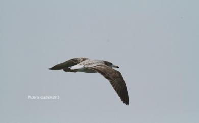 Larus crassirostris Vieillot, 1818 黑尾鷗