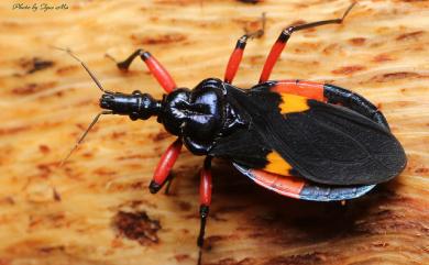 Tiarodes pictus Cai & Tomokuni, 2001 臺灣腹獵椿象