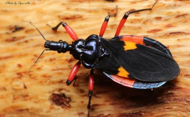 Tiarodes pictus Cai & Tomokuni, 2001 臺灣腹獵椿象