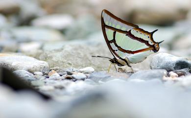 Polyura narcaea meghaduta (Fruhstorfer, 1908) 小雙尾蛺蝶