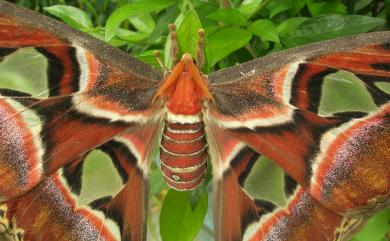 Attacus atlas atlas Linnaeus, 1758 皇蛾