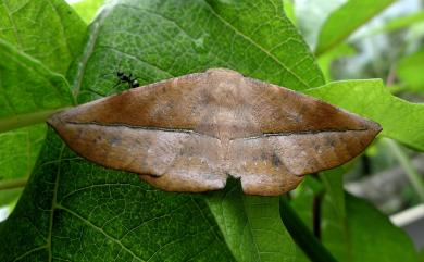 Sarcinodes yaeyamana Inoue, 1976 一線沙尺蛾