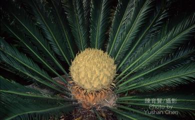 Cycas revoluta Thunb. 蘇鐵