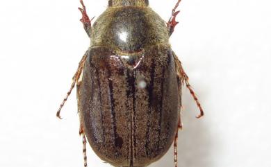 Tocama formosana (Yu, Kobayashi & Chu, 1998) 蓬萊粉吹金龜