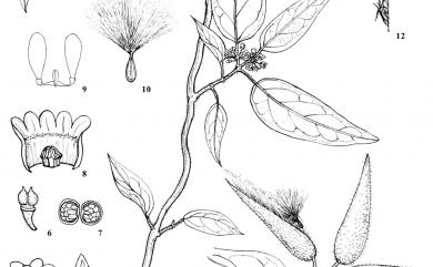 Marsdenia tinctoria R.Br. 絨毛芙蓉蘭
