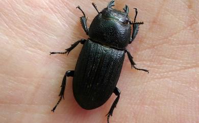 Aegus laevicollis formosae Bates, 1866 臺灣肥角鍬形蟲