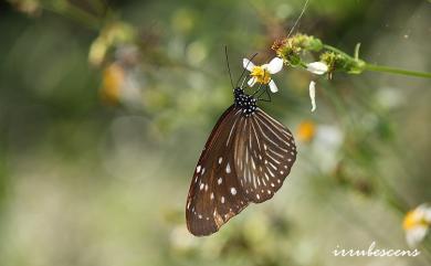 Euploea mulciber barsine Fruhstorfer, 1904 異紋紫斑蝶