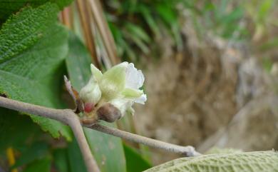 Rubus formosensis Kuntze 臺灣懸鉤子