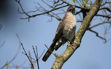 Accipiter virgatus fuscipectus 松雀鷹