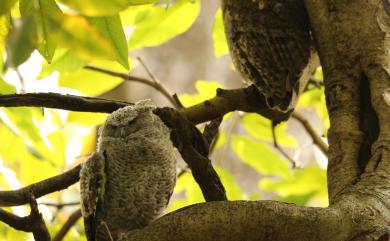 Otus lettia glabripes (Swinhoe, 1870) 領角鴞