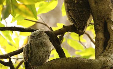 Otus lettia glabripes (Swinhoe, 1870) 領角鴞(台灣亞種)