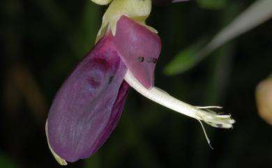 Mucuna pruriens var. utilis (Wall. ex Wight) Baker ex Burck 虎爪豆