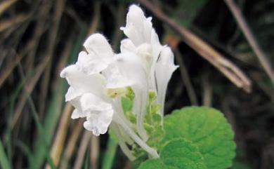 Scutellaria indica 印度黃芩